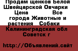 Продам щенков Белой Швейцарской Овчарки  › Цена ­ 20 000 - Все города Животные и растения » Собаки   . Калининградская обл.,Советск г.